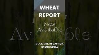 Wheat Report  26 Aug 2024