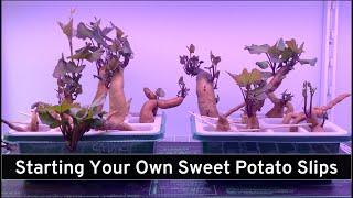 Growing Your Own Sweet Potato Slips Step 1