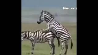 funny zebra...