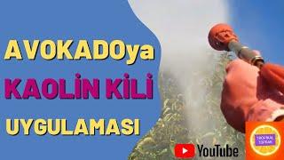 AVOKADO ya KAOLİN  KİLİ nasıl nezaman uygulanır #avokado #kaolinkili #tropikaltopraktv