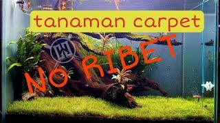 RICCIAtanaman carpet no ribet