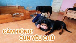 Thử Lòng Chó Yêu & Xúc Động Bạn Đoán Cái Kết Như Thế Nào? Dogs Love Owner Most