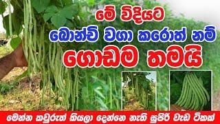 මේ විදියට බෝංචි වගා කළොත් ගොඩම තමයි  Common beanPlant Sinhala