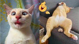 Crazy Animal Reactions – Funniest Compilation of 2024