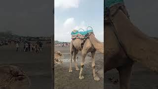 camel passenger at Surat