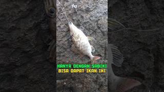 lencang babi#mancing #shortsvideo  #shorts