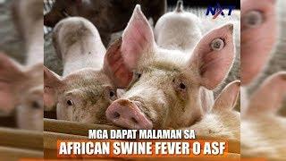 Mga dapat malaman tungkol sa African swine fever o ASF  NXT