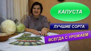 КАПУСТА   ЛУЧШИЕ СОРТА КАПУСТЫ  ПРОВЕРЕНО 