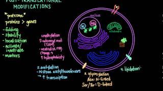 Post Translational Modifications