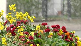 Schnee im April Wintereinbruch überrascht München