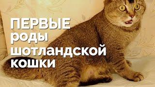 Первые роды шотландской кошки. Шотландская кошка рожает в первый раз дома