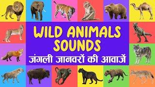 Wild animals name and sound  English to Hindi  Animal Sounds for Children  Animals Name