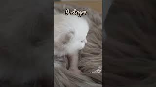 9 days ️️️️#cat #catsoftiktok #catlover #kitty #kitten #kotata #kocky #ragdoll #ragdollkitten