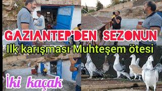 Gaziantepden sezonun ilk karışması muhteşem ötesi iki kaçak#aksoyfiloelvanguvercinleri