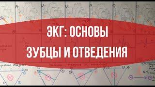 ЭКГ Основы. Зубцы и отведения.