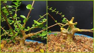 part4 pruning premna microphylla  pemangkasan bonsai sancang