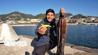 PESCA DEL POLPO  Ottobre ci regala una super cattura 