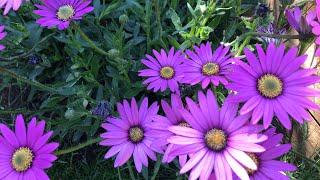 How to Propagate Osteospermum How To Take Cuttings of Osteospermum Cape Daisy Plant Propagation