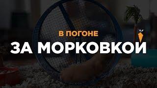 Крег Грошел. В Погоне за Морковкой. 2 - Деньги. Вопросы в описании