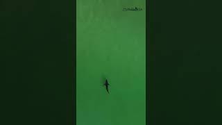 A birds shadow scares a great white shark. Watch it in 4K detail on my channel.