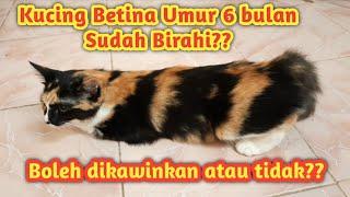 KUCING BETINA BIRAHI DIBAWAH USIA 12 BULAN  Dikawinkan atau tidak ??? #kucingkawin #kucingbirahi