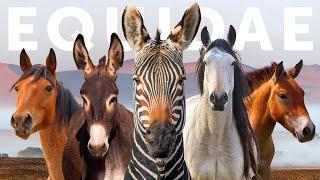 All 9 Equid Species & 9 Beautiful Wild Horses