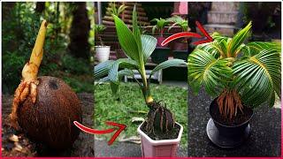 COCONUT BONSAI - The Easy way to make a Coconut Bonsai at Home