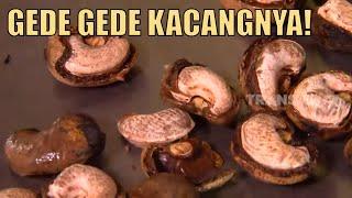 Pabrik Pengolahan Kacang Mete Dari buah Sampai jadi Granula  SI UNYIL