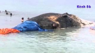 Ngư dân Phú Quý đào mương sâu đưa cá voi 70 tấn vào bờ an táng