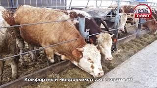 ФЕРМА КРС Коровники беспривязного содержания откорм бычков строительство коровников молочных ферм