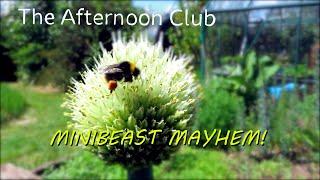 Nature – The great big minibeast hunt  The Afternoon Club