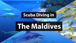 Scuba Diving in the Maldives - Tiger Sharks in Fuvamulah Grey Reef Sharks Green Sea Turtles