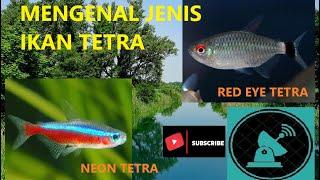 Amankah Pelihara Ikan Neon Tetra & Red Eye Tetra jadi satu?