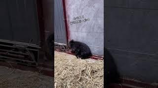 Linfen Zoo has a wonderful little bear. I heard from the elders that there is a fat black man in th