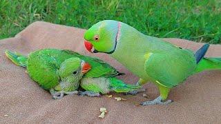 Non Stop Talking Parrot Greeting Babies Funny Compilation  Talking Parrot Compilation Videos