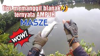 Saya baru percaya ternyata ikan blanak bisa dipanggil.