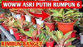 WOWW ASRI PUTIH RUMPUN 6‼️ disini tempat beli aglonema koleksi kualitas ok  209