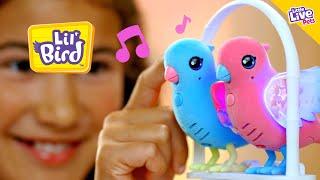 Little Live Pets  Lil Bird  TVC 15