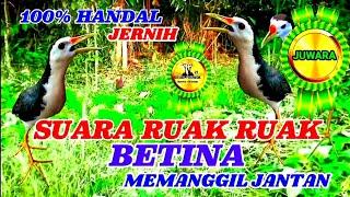 SUARA RUAK RUAK BETINA  MEMANGGIL JANTAN  JERNIH  BIRDTRAP