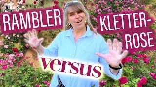 Ramblerrose VS. Kletterrose - ? - Erfahren Sie WELCHE Rose SCHÖNER wirkt.. + Rückschnitt-TiPPs