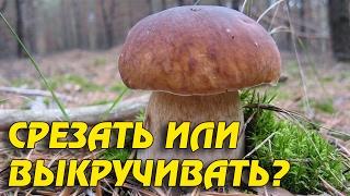 КАК ПРАВИЛЬНО СОБИРАТЬ ГРИБЫ? СРЕЗАТЬ или ВЫКРУЧИВАТЬ?