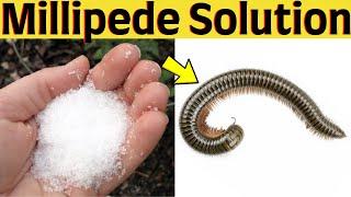 How to Get Rid of Millipede Naturally In Garden Plants and Indoors House