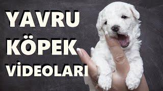 Yavru Köpek Videoları  Köpek Sesleri