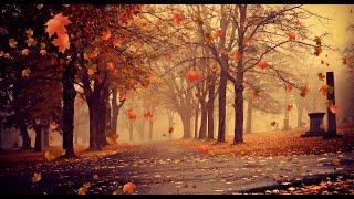 Autumn Falling Leaves Background Video MP4  Pikbest.com