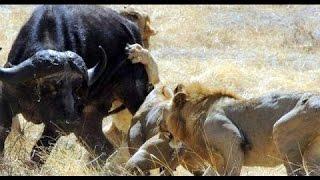 Crater Lions Of Ngorongoro - African Animals NatureWildlife Documentary