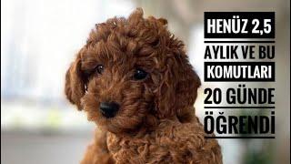 Milka 25 Aylıkken 20 Günde Öğrendiği İlk Komutlar  Toy Poodle Dünyanın En Zeki 2. Köpek Irkıdır 