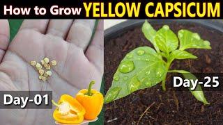 CAPSICUM SEEDS GERMINATION - How to Grow Capsicum in Pots Bell Pepper @SproutingSeeds