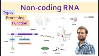 Non coding RNA types features and function. miRNA siRNA lncRNA piRNA snRNA snoRNA rRNA tRNA.