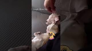 Chihuahua problems  #viralvideo #funny #chihuahua #pets