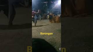 barongan janturan#video #shorts